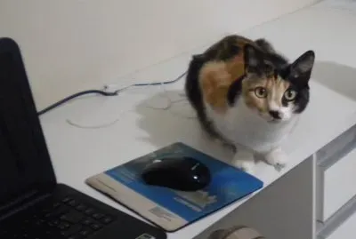 Mia querendo usar o computador. jigsaw puzzle