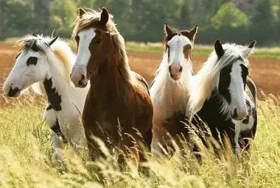Cavalos 61