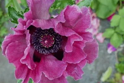 imagens jigsaw puzzle