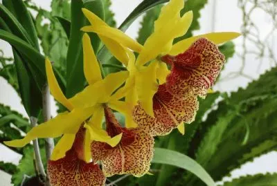 imagens jigsaw puzzle