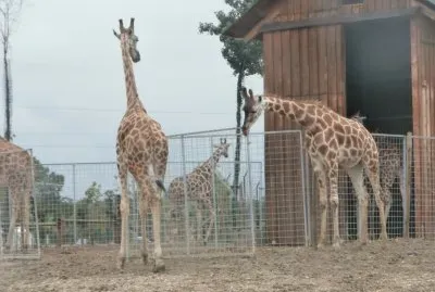 Giraffe
