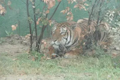 Tigre in agguato