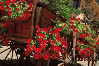 flores na carroÃ§a