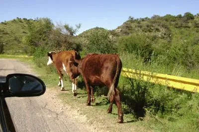 potrero jigsaw puzzle