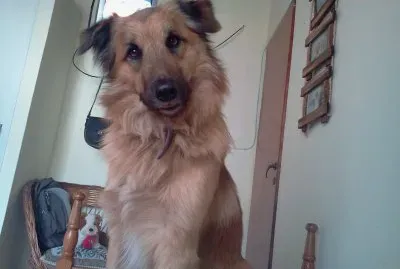 Tobi 5 jigsaw puzzle