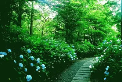 פאזל של Hydrangea