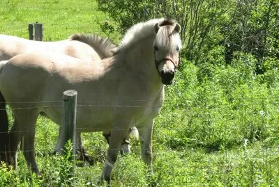 Horses near Moncton
