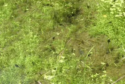 Tadpole pond