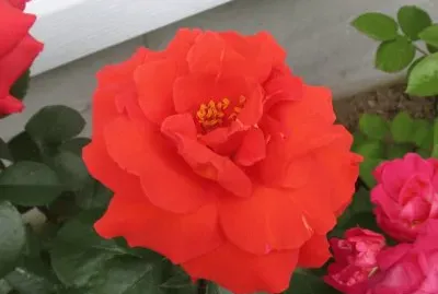 Rose