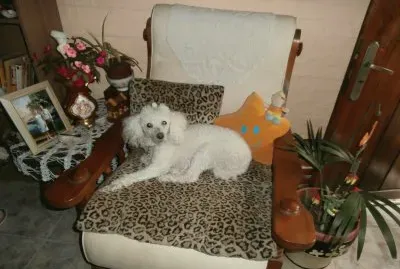 MI NENA jigsaw puzzle