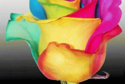 Bella Rose jigsaw puzzle