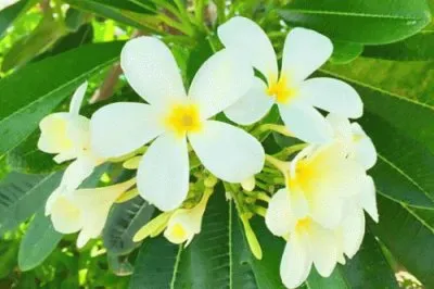 é›žè›‹èŠ± jigsaw puzzle