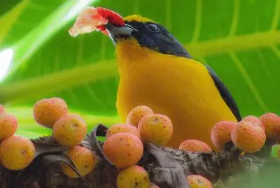 Gaturamo do bico grosso jigsaw puzzle