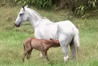 Égua amamentando a sua cria jigsaw puzzle
