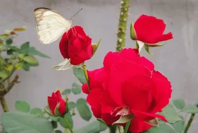 Rosas Vermelhas