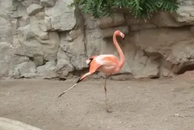 Flamingo en el Zoo de San Antonio