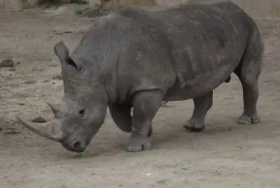 פאזל של Rinoceronte en el Zoo de San Antonio