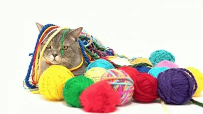 Gato 7 jigsaw puzzle