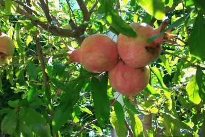 פאזל של Grenades d ' andalousie