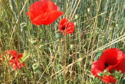 פאזל של Coquelicots