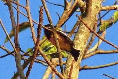 VENEZUELA jigsaw puzzle