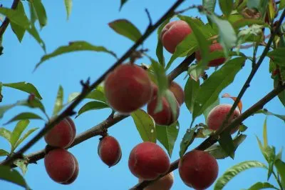 פאזל של PÃªcher