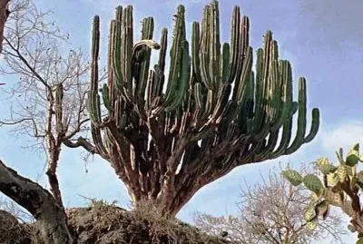 cactus tree