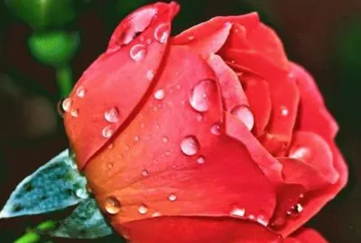 Rugiada jigsaw puzzle