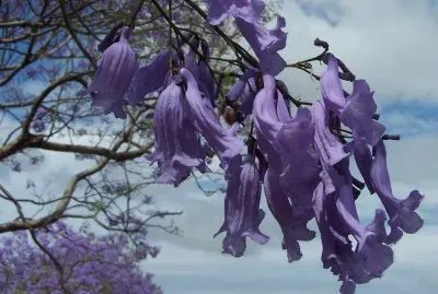 Jacaranda jigsaw puzzle