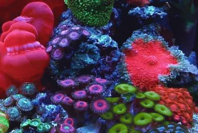 Awesome Colorful Coral