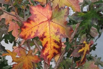 OtoÃ±o jigsaw puzzle