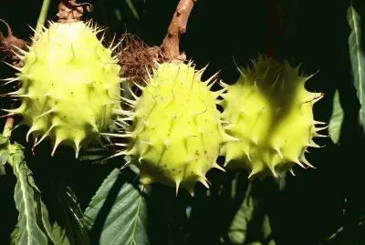 Frutos