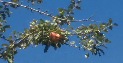 פאזל של Manzanas