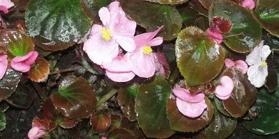 פאזל של Flores