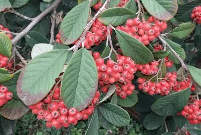 Arbusto jigsaw puzzle