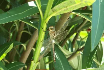 Libellule... jigsaw puzzle