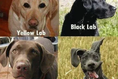 פאזל של labs
