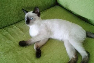 Gata na sofá