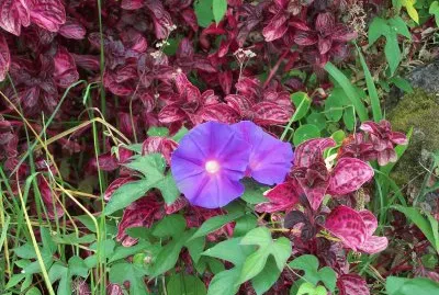 Fleurs de la RÃ©union