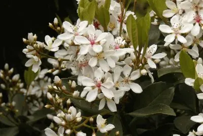 raphiolepis umbellata jigsaw puzzle