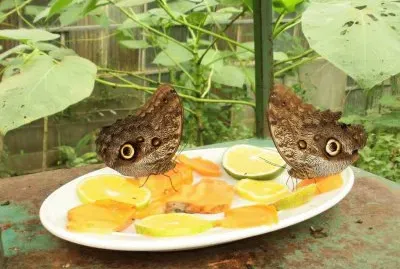 almuerzo