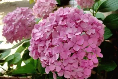 פאזל של hortensia