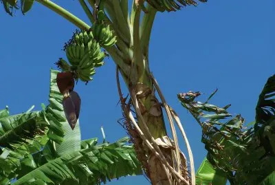 פאזל של Bananier