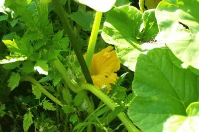 Fleurs de courgette... jigsaw puzzle