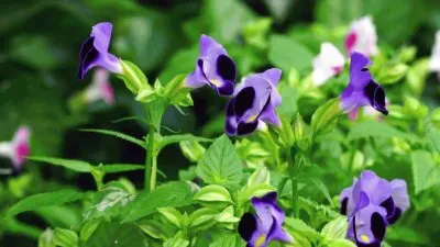 פאזל של Beautiful Flowers in the Morning Sun