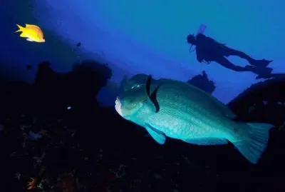 Pez Loro gigante - Bali