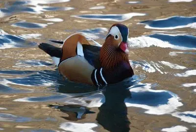 Bello Pato Mandarin