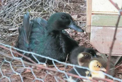 Cayuga duk jigsaw puzzle