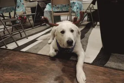 pictures of my family