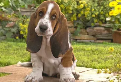 basset